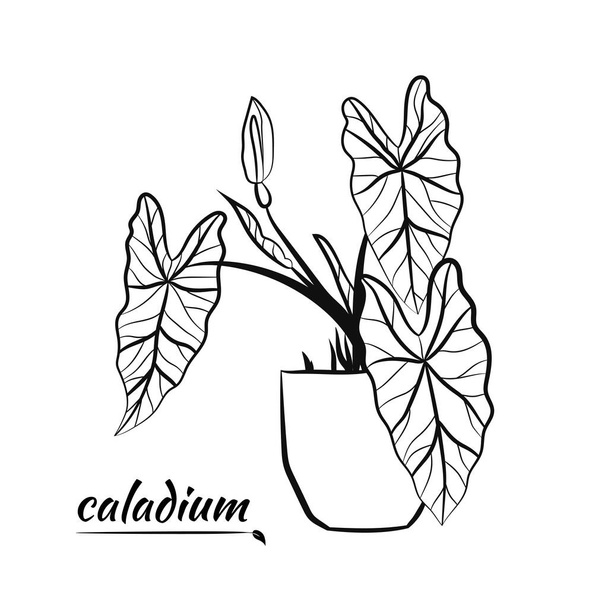 Caladium. Caladium leaf set. The leaves of the caladium plant. Hand drawn set of calladium leaves. Botanical illustration.  - Vektori, kuva
