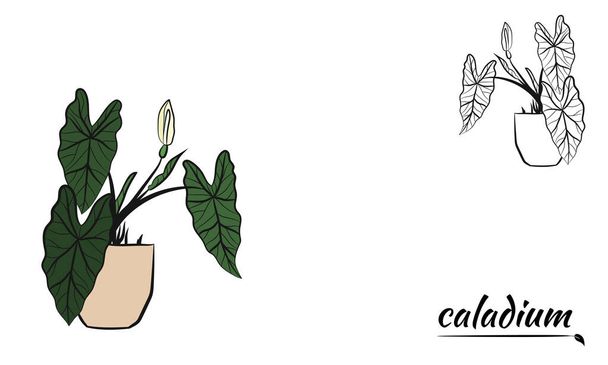 Caladium. Caladium bladset. De bladeren van de Caladium plant. Met de hand getekende set van calladium bladeren. Botanische illustratie.  - Vector, afbeelding