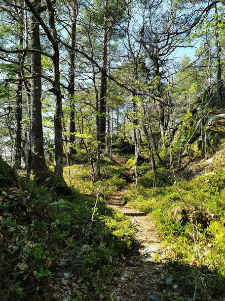 A vertical shot of a pathway through the green woods in Bokeskogen - 写真・画像