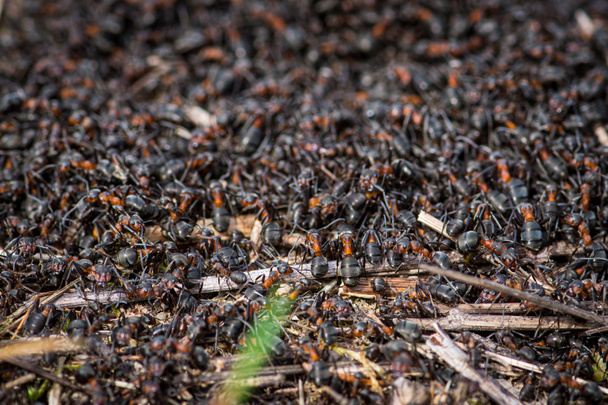 Großer Ameisenhaufen und Nest von Formica rufa, auch als Rote Waldameise, Südliche Waldameise oder Pferdameise bekannt, aus nächster Nähe - Foto, Bild