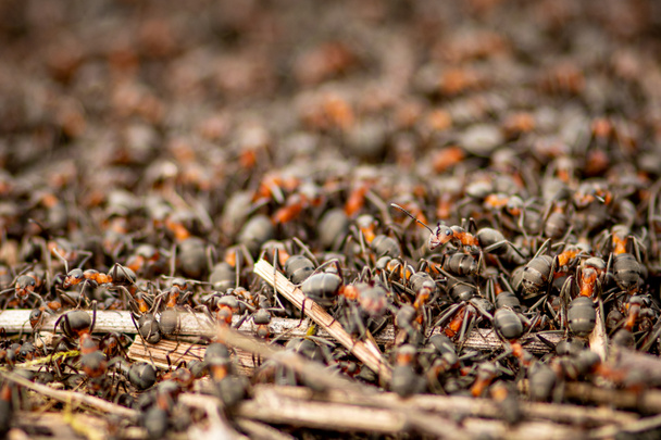 Duża mrowisko i gniazdo formica rufa, znane również jako mrówka czerwonego drewna, mrówka południowego drewna, lub mrówka konia, zbliżenie - Zdjęcie, obraz