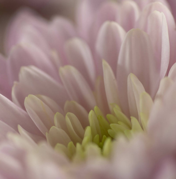 A closeup of a pink blooming chrysanthemum under the lights with a blurry background - Foto, Imagem
