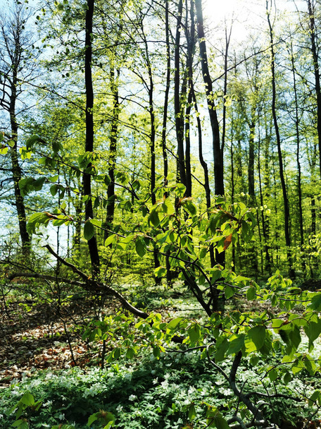 A vertical shot of green vegetation in Bokeskogen during spring - Foto, Imagem