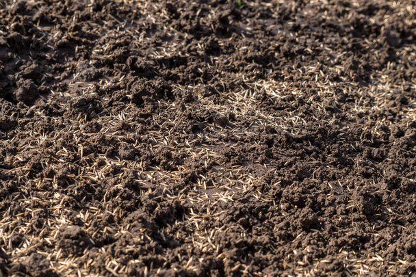 Зерна газонной травы, посеянные на плодородной почве - Фото, изображение