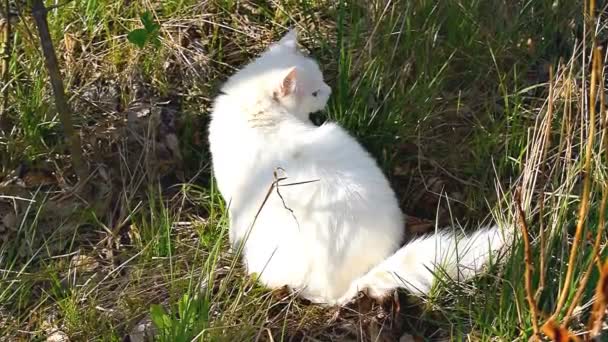 Kaunis söpö valkoinen pörröinen kotimainen kissa angora istuu vihreällä tuoreella ruoholla puutarhassa, takapihalla ja nuolee turkkiaan, puhdistaa itsensä.. - Materiaali, video