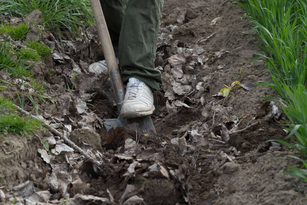 Eine Person gräbt einen Graben in einem Garten - Foto, Bild