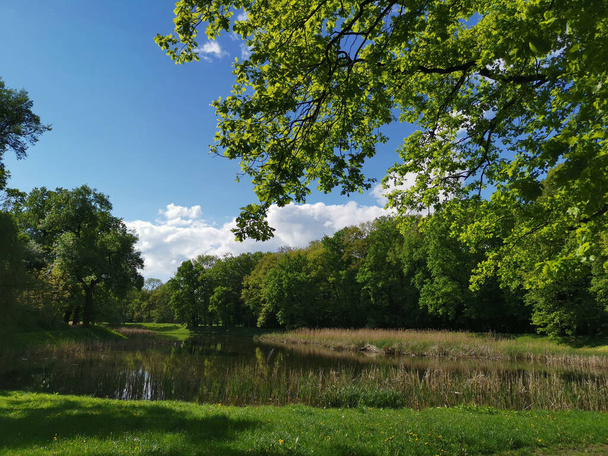 A lake surrounded by green plants against the clear sky in summer - Photo, Image