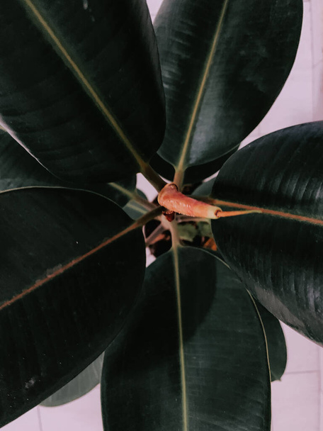 A vertical shot of an exotic houseplant with huge leaves - Foto, imagen