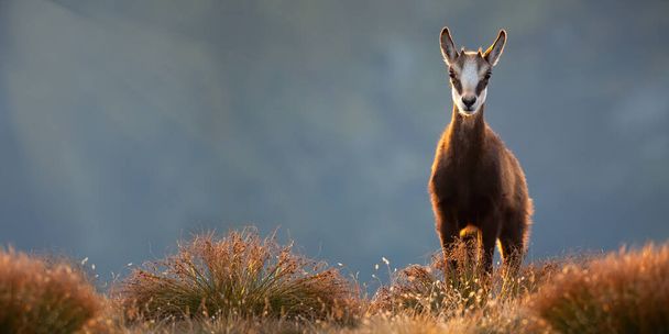 Adorable young tatra chamois standing on top of mountains in alpine vegetation - Foto, Bild