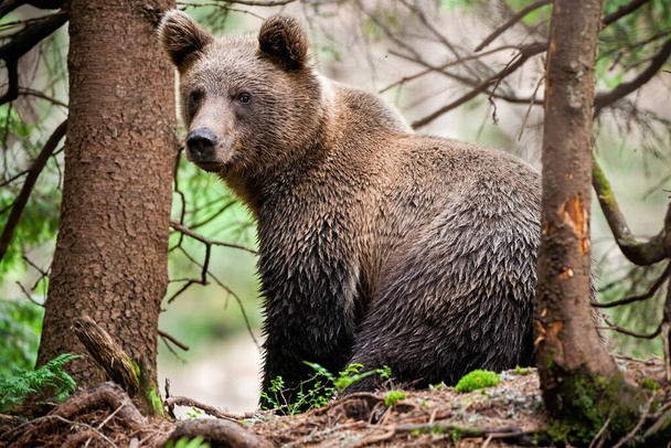 Majestic καφέ αρκούδα με υγρή γούνα κάθεται στο δάσος και ψάχνει πάνω από τον ώμο - Φωτογραφία, εικόνα