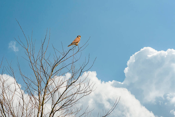 Крупним планом Кестрельський птах здобичі сидить на вершині голого дерева. Проти драматично синьо білого кольору небо
 - Фото, зображення