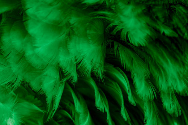 macro photo of green hen feathers. background or textura - Photo, Image