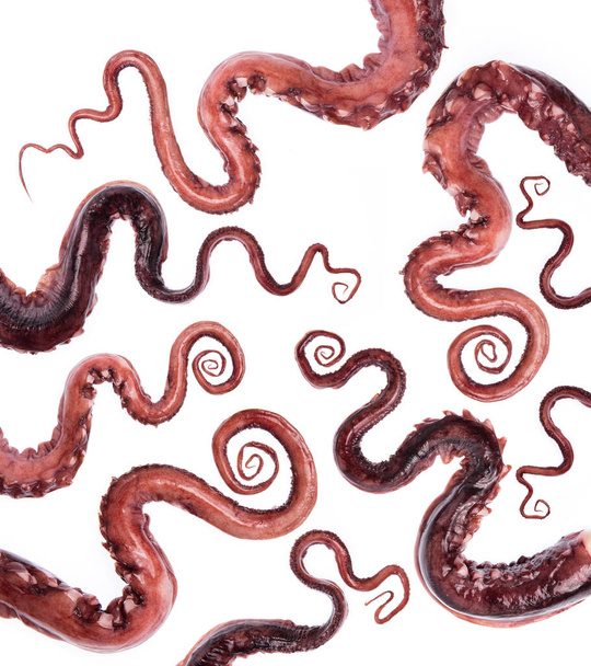 Ensemble de tentacules de pieuvre isolés sur fond blanc. - Photo, image