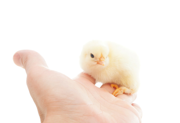 yellow chick sitting on a human hand - Foto, Bild