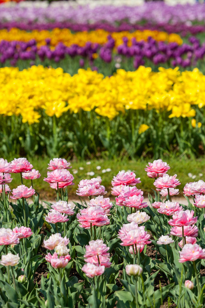 Multicolor field tulips - 写真・画像