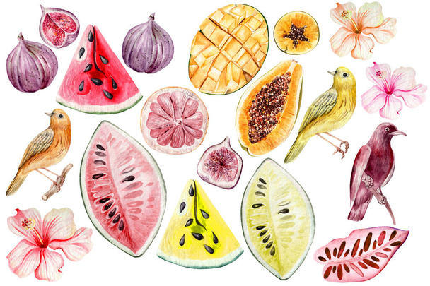Watercolor set with hibiscus flowers and different fruits, bird. Watermelon, fig, mango, papaya fruits. Illustration - Foto, imagen