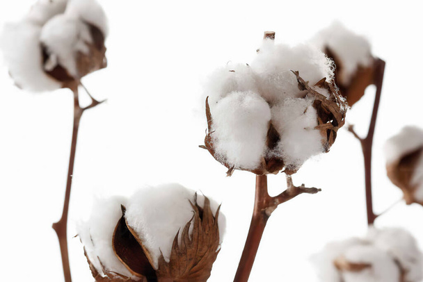 Planta de algodón Ramas de Gossypium, primer plano - Foto, imagen