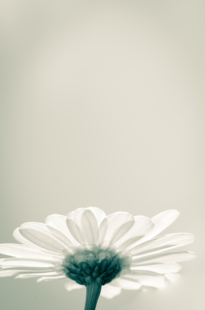 Valkoinen päivänkakkara
 - Valokuva, kuva