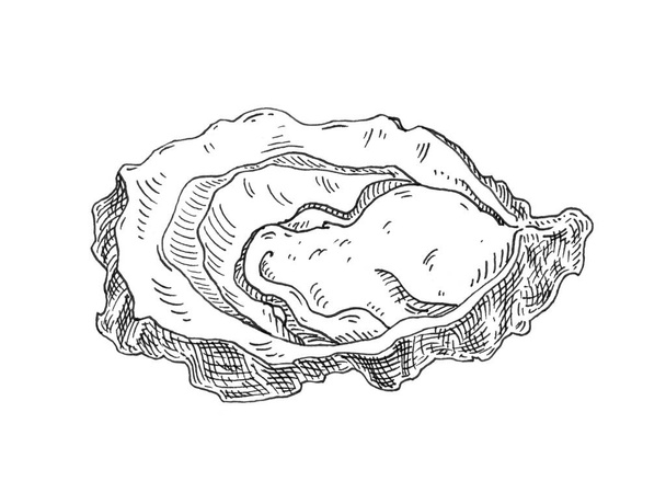 Oyster. Vintage hatching monochrome black illustration. Isolated on white background. Hand drawn design in a graphic ink style. - Fotoğraf, Görsel