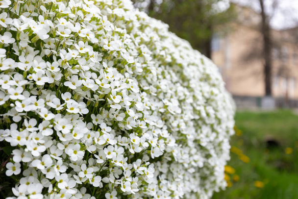 Frühlingsstreuung weißer Aubrieta-Blüten zwischen großen Steinen im Garten. Bodendecker Zierpflanze weiße Aubrieta während der Frühjahrsblüte. "Weiße Aubrieta" Blüten oder Aubretia Blüten. - Foto, Bild
