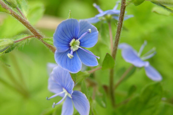 Piękne delikatne niebieskie kwiaty Veronica chamaedrys - Zdjęcie, obraz