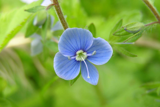 Λεπτά μπλε λουλούδια της Veronica chamaedrys - Φωτογραφία, εικόνα