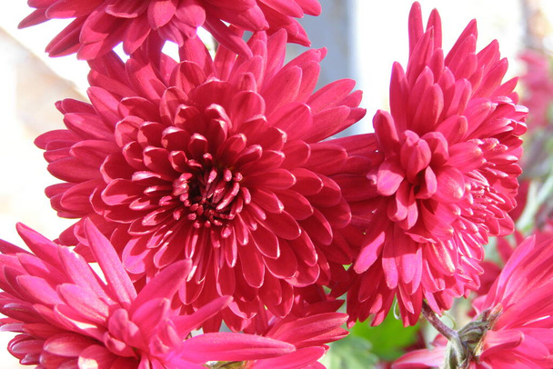amazing red chrysanthemums with shiny petals - Photo, Image