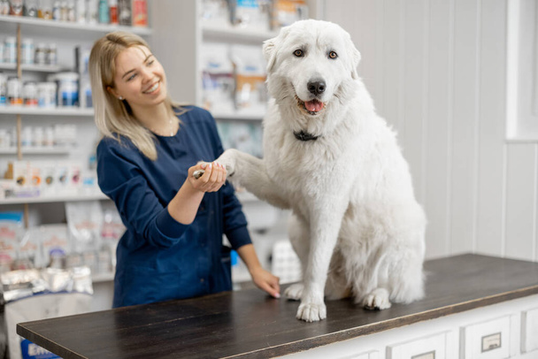 Femme avec grand chien blanc en clinique vétérinaire - Photo, image