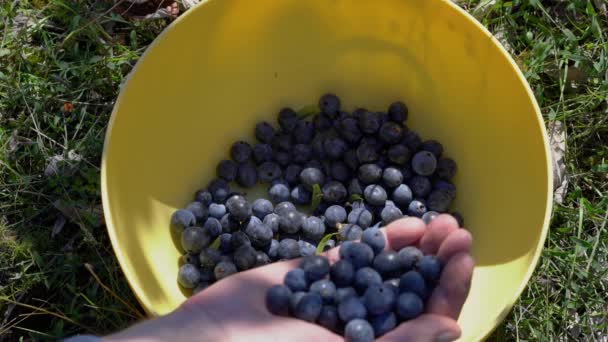 Picking ripe Blackthorn in bowl (Prunus spinosa) - Πλάνα, βίντεο