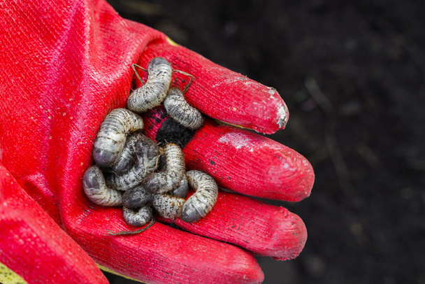 Larvas de escarabajo blanco en la mano de los agricultores en el fondo del suelo. Puede larva de escarabajo. Plaga agrícola. - Foto, imagen