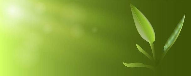 Зеленые листья на фоне солнечных лучей - Вектор,изображение