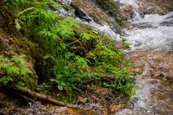 Hierba verde junto a la roca, bañada por agua de manantial del bosque. Pasto verde con gotas de agua. - Foto, imagen