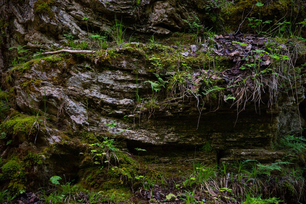 скала в лесу, заросшая зеленым мхом и зеленой травой. макро - Фото, изображение