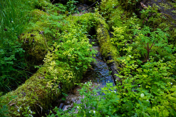 Gros plan d'une herbe verte dans un marécage avec des feuilles d'arbre vert et une petite rivière d'eau claire - Photo, image