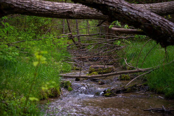 heldere rivier van water in een bos waar gedroogde boomtakken zijn gevallen. Prachtig boslandschap met een rivier en groen gras aan de oevers. - Foto, afbeelding
