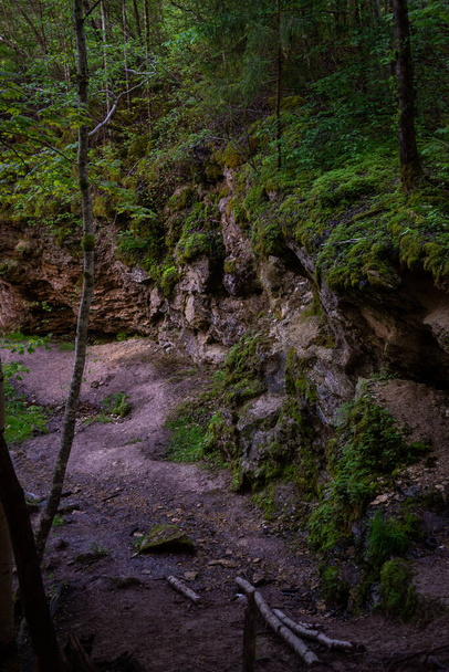 緑の苔と小さな緑の木々と森の中の砂岩崖。森の中の砂岩の崖沿いの観光コース. - 写真・画像