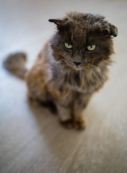 面白いポートレート傲慢なシャギー猫国内タブ猫は自宅でリラックス.  - 写真・画像