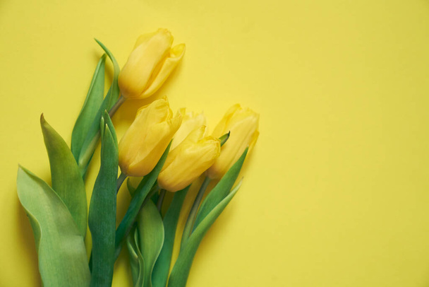 Five yellow fresh tulips on a yellow background - Фото, зображення