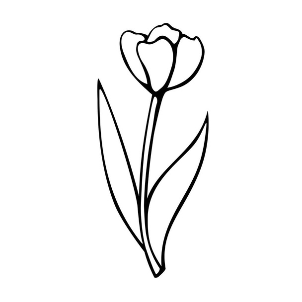 Outline of Tulip flower isolated on white background. Hand drawn design element. Simple black contour illustration in sketch style Doodle. Symbol of spring, love, flowering. - Вектор,изображение
