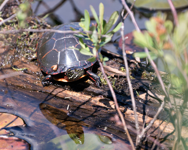Bemalte Schildkröte ruht auf einem Baumstamm im Teich mit Seerosenteich, Seerosen, Moos und zeigt Schildkrötenpanzer, Kopf, Pfoten in ihrer Umgebung und ihrem Lebensraum. Schildkrötenbild. Bild. Porträt. - Foto, Bild