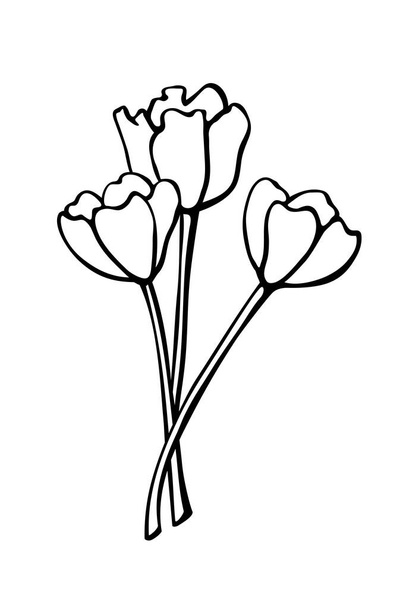 Bukiet trzech konturów kwiatów tulipanów. Wektor ręcznie rysowany element konstrukcyjny. Prosty czarny kontur bazgroła. Symbol wiosny, miłości, kwitnienia. Na kartki okolicznościowe, świąteczne, kolorowanki. - Wektor, obraz