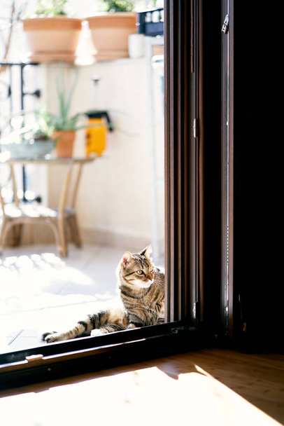 Tabby chat est assis dans la cour à la porte ouverte de la maison et regarde dans la pièce dans le contexte d'une table basse et pots de fleurs. Gros plan - Photo, image