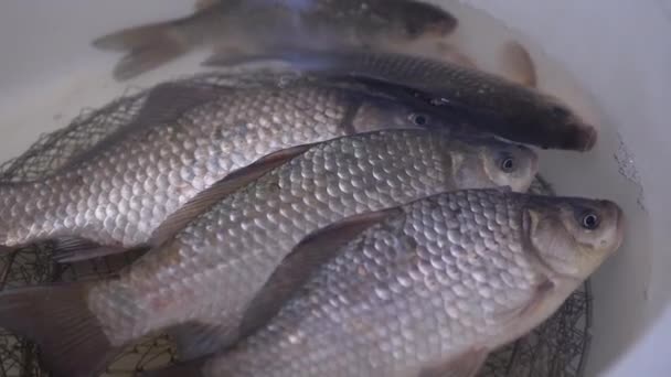 Frische lebende Flusskarauschen schwimmen in einer Schüssel. 4K. - Filmmaterial, Video