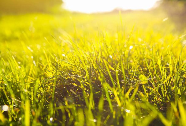日没の光の中で緑の芝生。晴れた日に夏の春の牧草地の風景。自然環境に優しい写真。壁紙. - 写真・画像