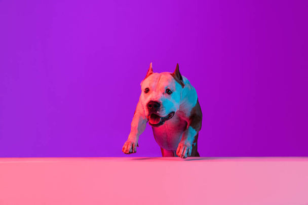 Cute dog staffordshire terrier posing isolated over studio background in neon gradient pink purple light. - Foto, Imagem