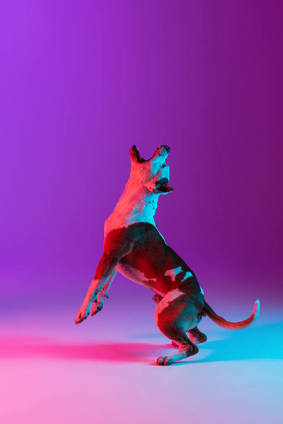 完全な長さの肖像画の純血犬stadefshire terrierジャンプ島上のスタジオ背景でネオングラデーションピンク紫色の光. - 写真・画像