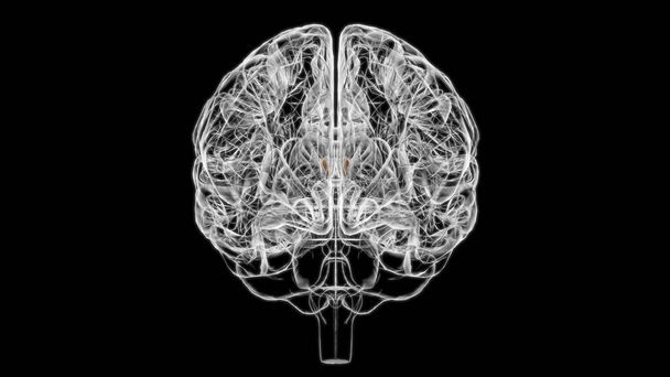 Brain Interventricular foramen Anatomy For Medical Concept 3D Illustration - Photo, Image
