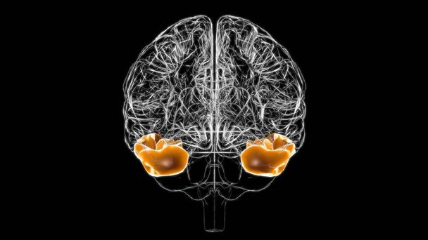 Anatomie temporelle inférieure de gyrus de cerveau pour l'illustration 3D de concept médical - Photo, image