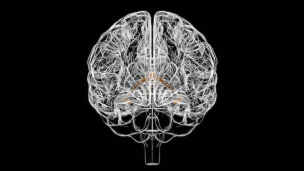 Brain fornix of forebrain Anatomy For Medical Concept 3D Illustration - Photo, Image