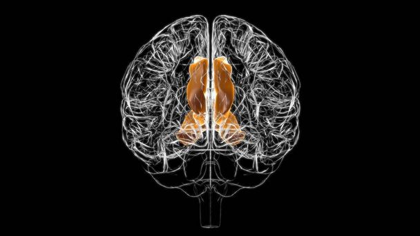 Brain cingulate gyrus Anatomy For Medical Concept 3D Illustration - Photo, Image